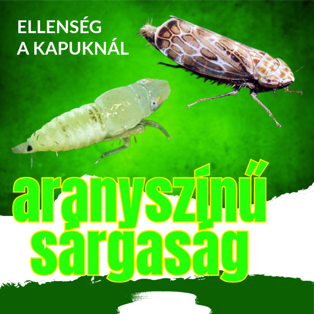 Read more about the article ELLENSÉG A KAPUKNÁL